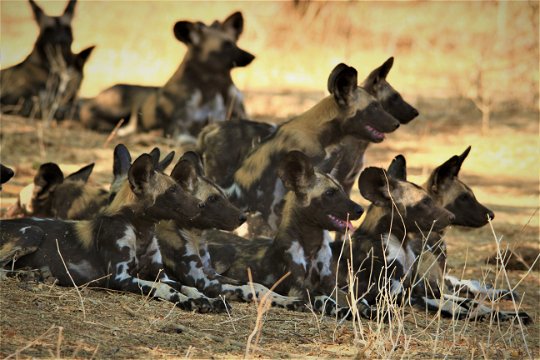 Wild Dogs Lower Zambezi NP
